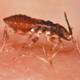 Illustration for article titled Why Some Diseases Wait in Your Body For Decades Before Striking